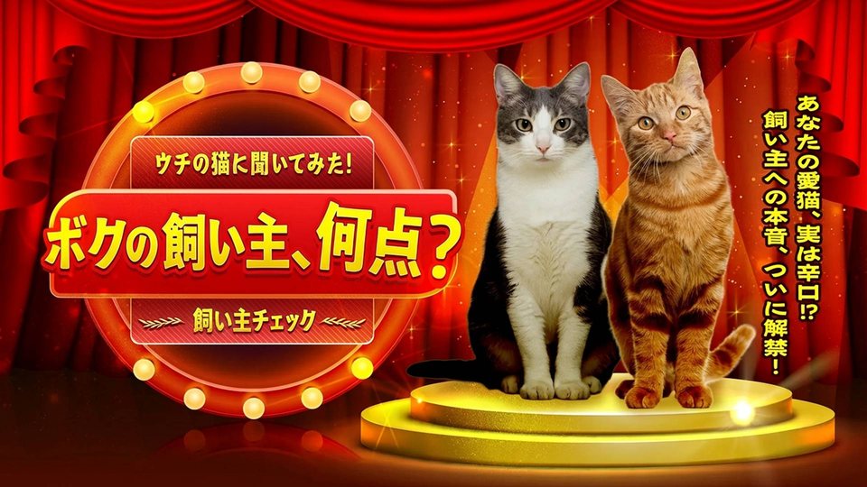 『ウチの猫に聞いてみた！ボクの飼い主、何点？飼い主チェックーあなたの愛猫、実は辛口！？ 飼い主への本音、ついに解禁！ー』の公式キービジュアル