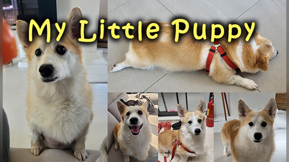 『My little Puppy』の公式キービジュアル